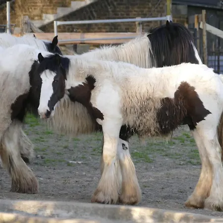 Appartamento Meschermolen 11