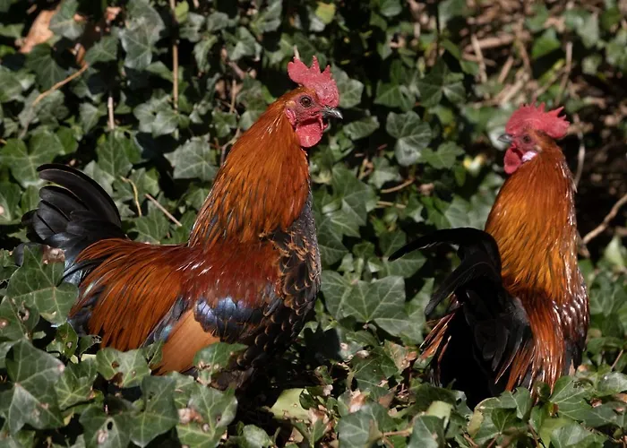 Meschermolen 11 Апартаменты Эйсден