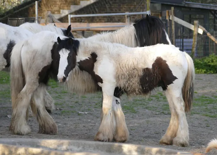 Апартаменты Meschermolen 11