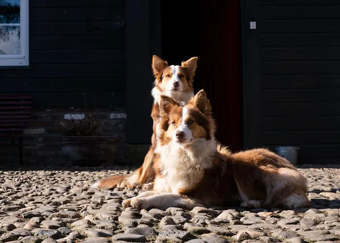 公寓 Meschermolen 11 *