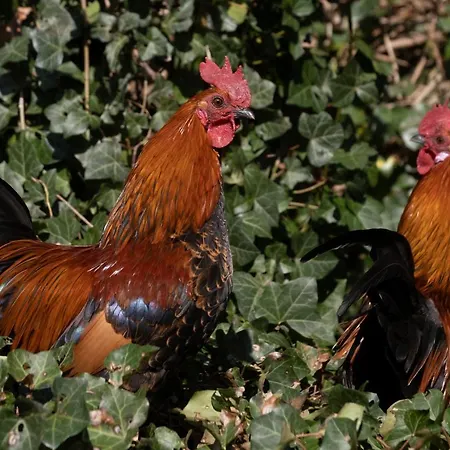 Meschermolen 11 Apartamento Eijsden