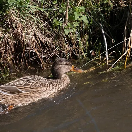 Meschermolen 11 Apartamento *