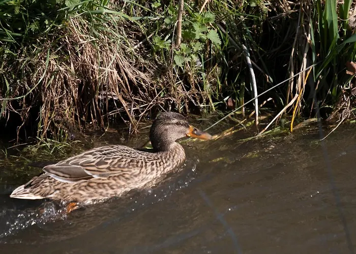 Meschermolen 11 Lejlighed *